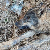 ASCEL denuncia la muerte por envenenamiento de una loba y varios buitres