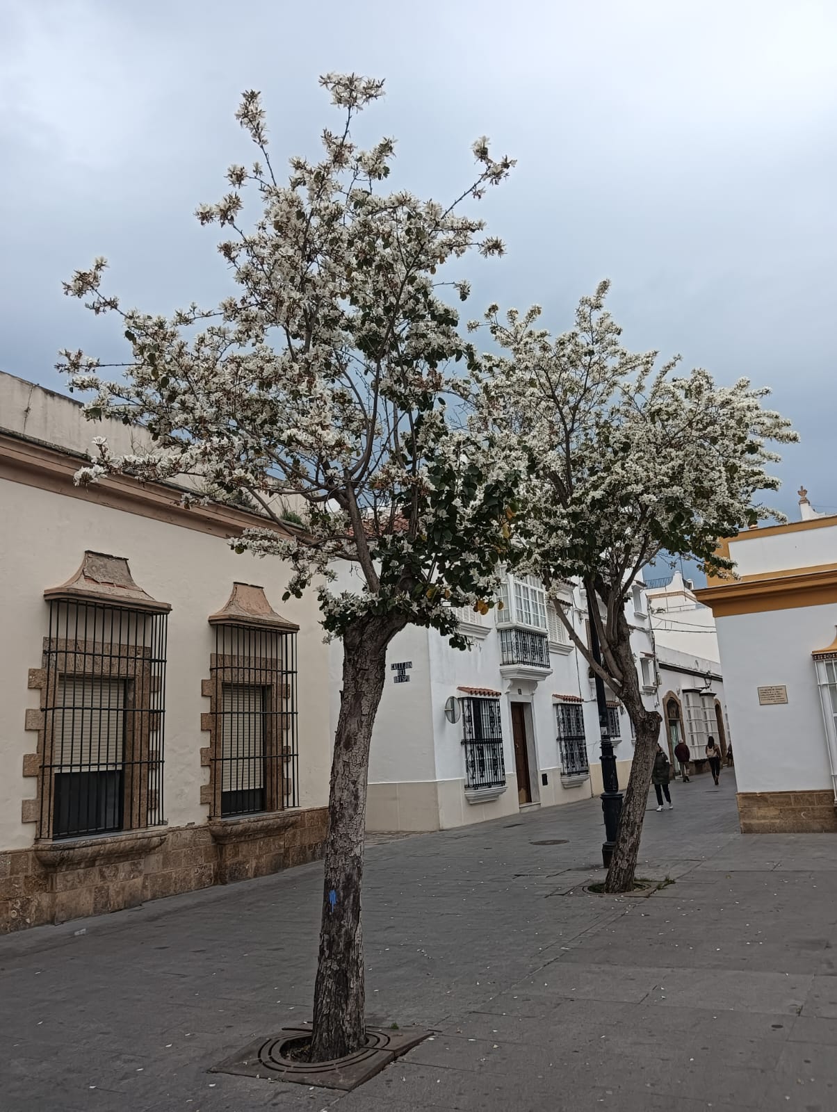 Culmina el Plan de Arbolado de Puerto Real: por cada árbol, se han plantado dos Culmina el Plan de Arbolado de Puerto Real: por cada árbol, se han plantado dos
