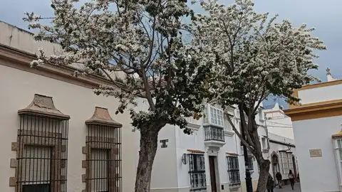 Uno de los árboles plantados en el centro de Puerto Real Uno de los árboles plantados en el centro de Puerto Real