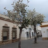 Uno de los árboles plantados en el centro de Puerto Real