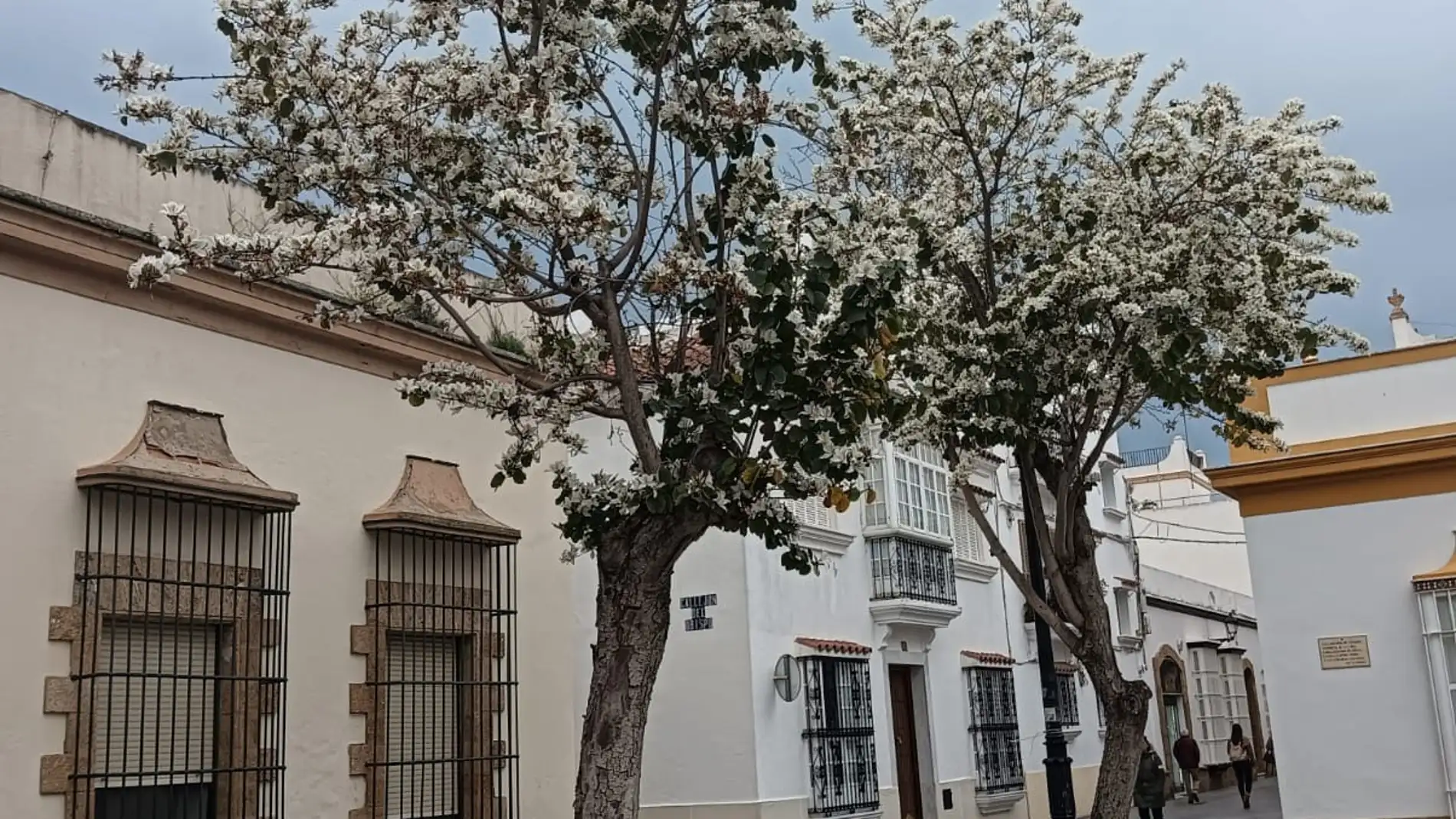 Uno de los árboles plantados en el centro de Puerto Real