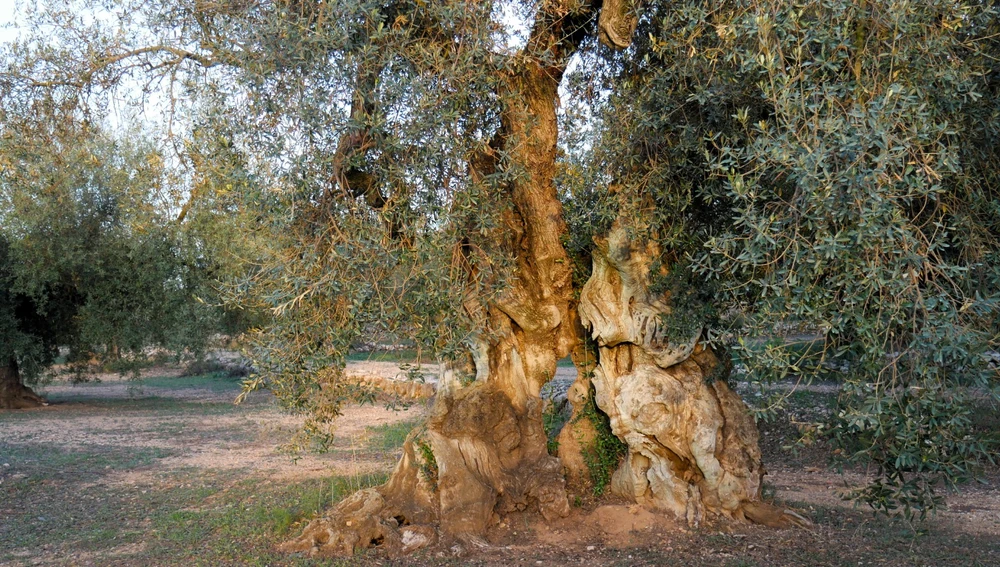 Olivo milenario del Montsià