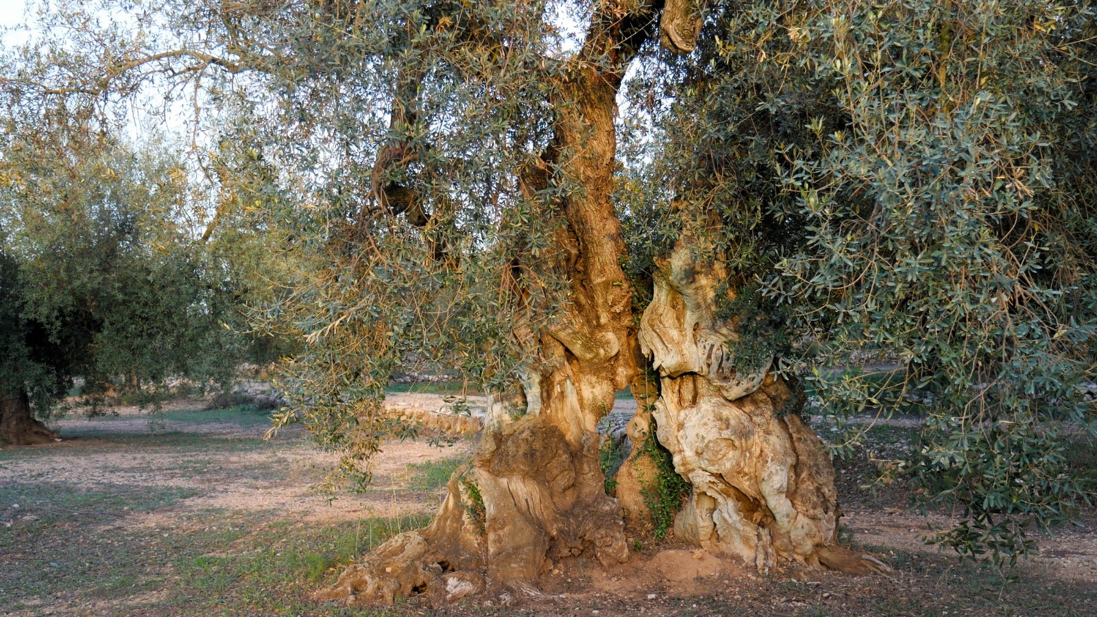La Sénia, escapada gastronómica entre olivos milenarios La Sénia, escapada gastronómica entre olivos milenarios