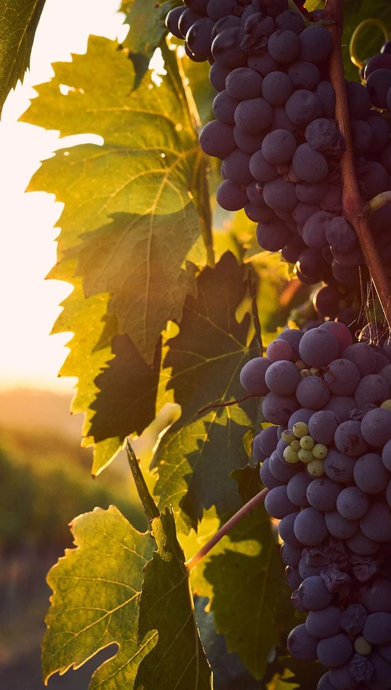 Viñedo. Pixabay Viñedo. Pixabay