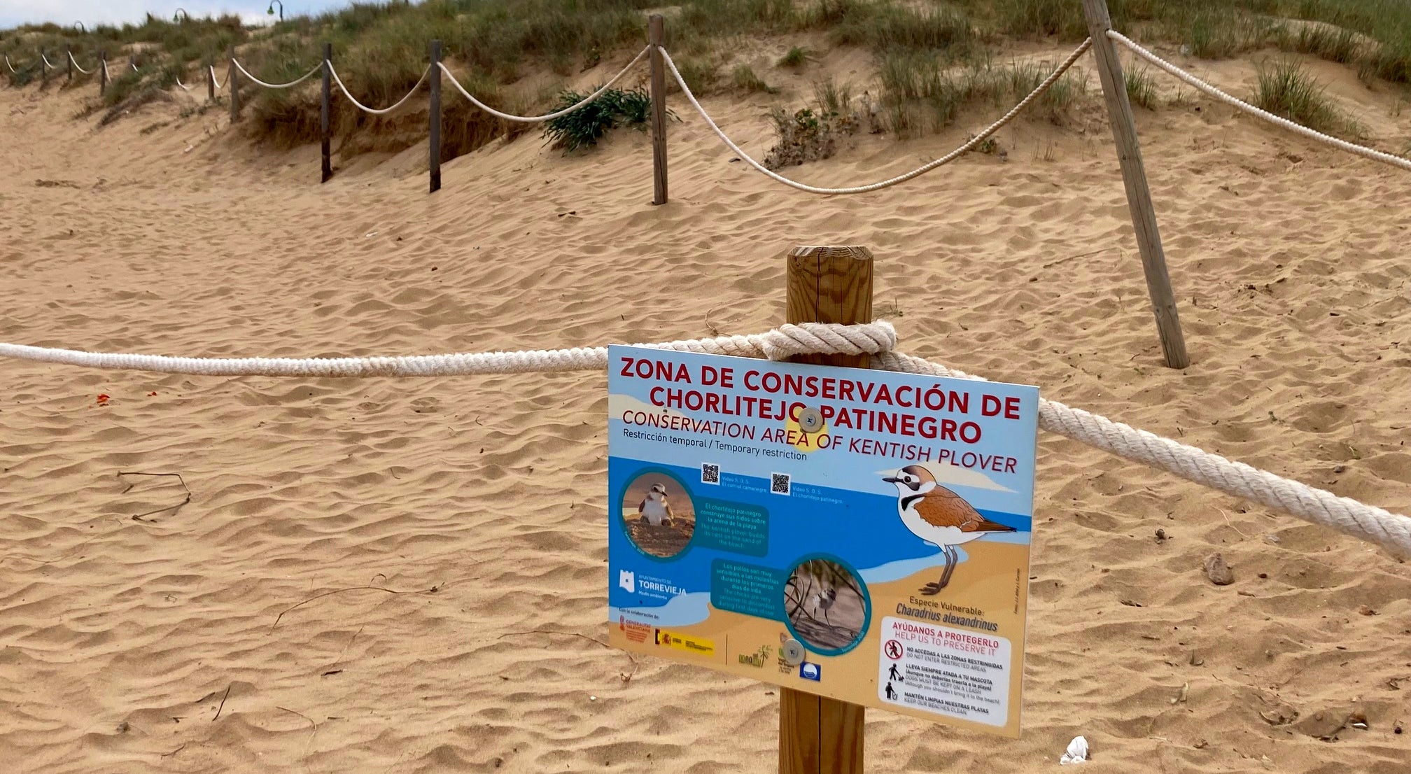 Comienza la campaña en la playa de La Mata para la protección del chorlitejo patinegro Comienza la campaña en la playa de La Mata para la protección del chorlitejo patinegro