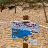 Comienza la campaña en la playa de La Mata para la protección del chorlitejo patinegro 