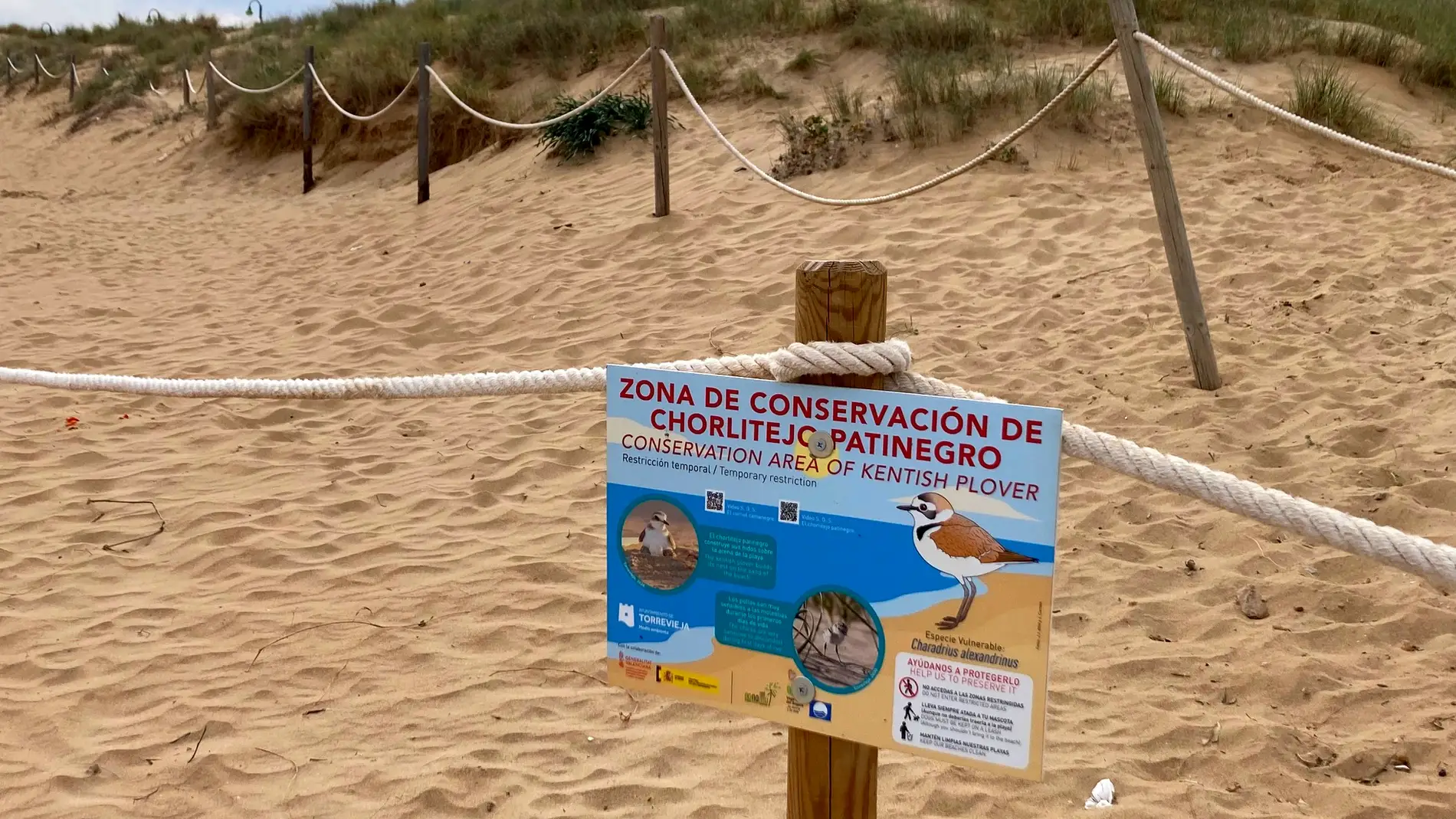 Comienza la campaña en la playa de La Mata para la protección del chorlitejo patinegro 