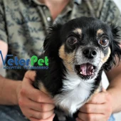 Ángel Osuna nos explica los peligros que se esconden tras los absurdos retos virales con perros Ángel Osuna nos explica los peligros que se esconden tras los absurdos retos virales con perros