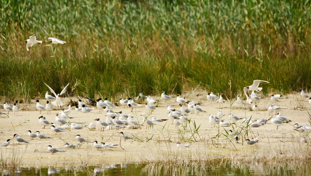 Colonia de gaviota picofina en Las Salinas de Santa Pola. Colonia de gaviota picofina en Las Salinas de Santa Pola.