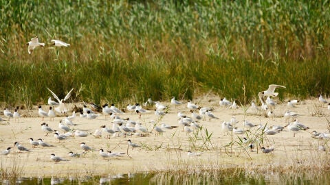 Colonia de gaviota picofina en Las Salinas de Santa Pola. Colonia de gaviota picofina en Las Salinas de Santa Pola.