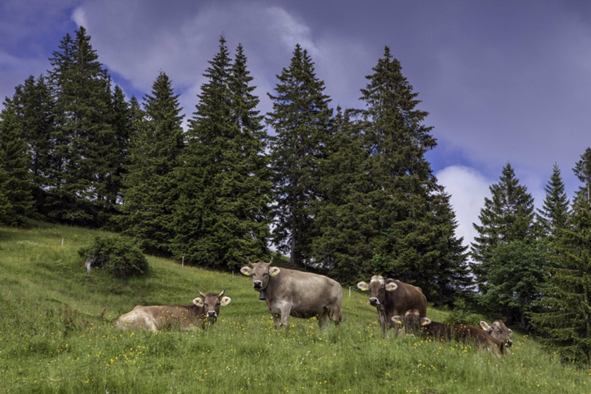 APAG Extremadura Asaja asegura que el nuevo horario de verano es "perjudicial para el campo" y menos "productivo" que el de invierno APAG Extremadura Asaja asegura que el nuevo horario de verano es "perjudicial para el campo" y menos "productivo" que el de invierno