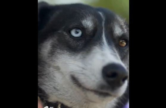Adopta en JELO: Akira, una perra con un ojo de cada color Adopta en JELO: Akira, una perra con un ojo de cada color