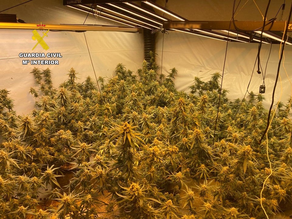 La Guardia Civil de Alicante desmantela una plantación de marihuana en Pedreguer La Guardia Civil de Alicante desmantela una plantación de marihuana en Pedreguer