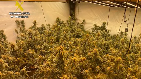 Vista de la plantación de marihuana en Pedreguer Vista de la plantación de marihuana en Pedreguer