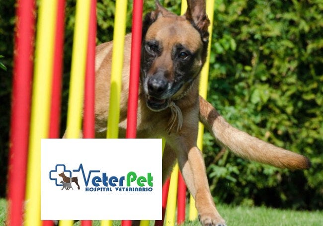 Hoy con Ángel Osuna: los perjuicios de tratar a los perros como si fueran personas Hoy con Ángel Osuna: los perjuicios de tratar a los perros como si fueran personas