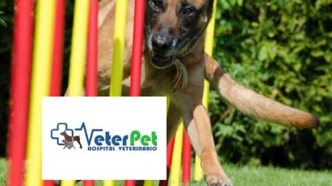 Hoy con &Aacute;ngel Osuna: los peligros de humanizar al perro y c&oacute;mo disfrutar en circuitos Agility