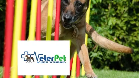 Hoy con Ángel Osuna: los peligros de humanizar al perro y cómo disfrutar en circuitos Agility Hoy con Ángel Osuna: los peligros de humanizar al perro y cómo disfrutar en circuitos Agility