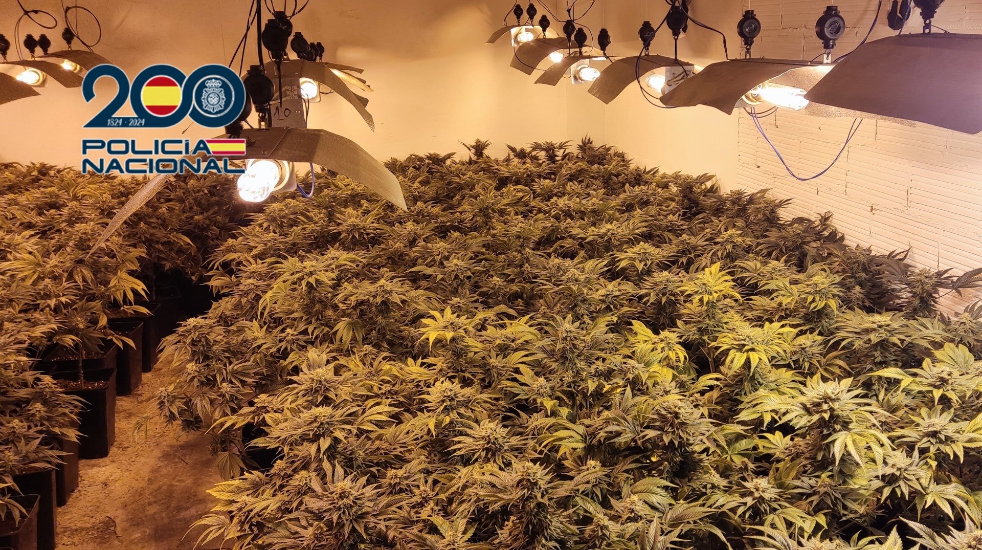 La Policía Nacional ha desmantelado un punto negro de venta de droga y una plantación de marihuana en el barrio de l’Alquerieta de Alzira La Policía Nacional ha desmantelado un punto negro de venta de droga y una plantación de marihuana en el barrio de l’Alquerieta de Alzira