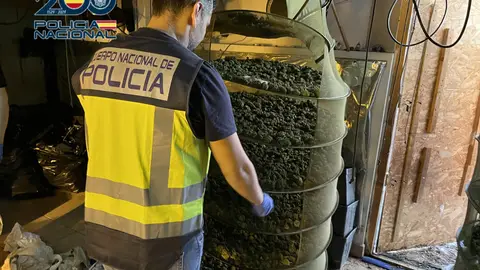 Cuatro detenidos por cultivar más de 2.500 plantas de marihuana en Torrent y Gandia Cuatro detenidos por cultivar más de 2.500 plantas de marihuana en Torrent y Gandia