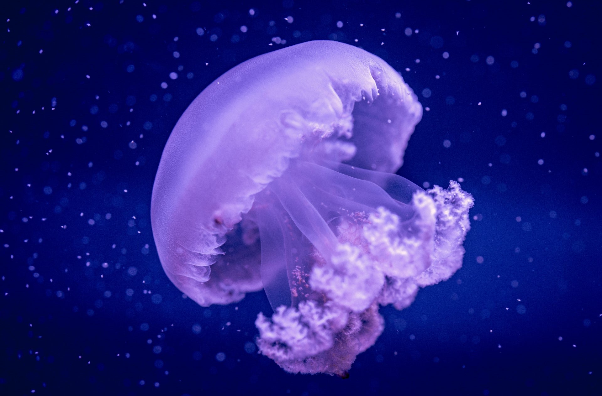 El Oceanogràfic es el único acuario español y de los pocos del mundo en exhibir la medusa gigante del Mediterráneo El Oceanogràfic es el único acuario español y de los pocos del mundo en exhibir la medusa gigante del Mediterráneo