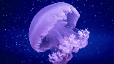 Medusa de barril Oceanogràfic