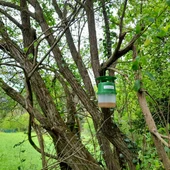 A Xunta avanza na loita contra a avespa velutina con novas trampas A Xunta avanza na loita contra a avespa velutina con novas trampas