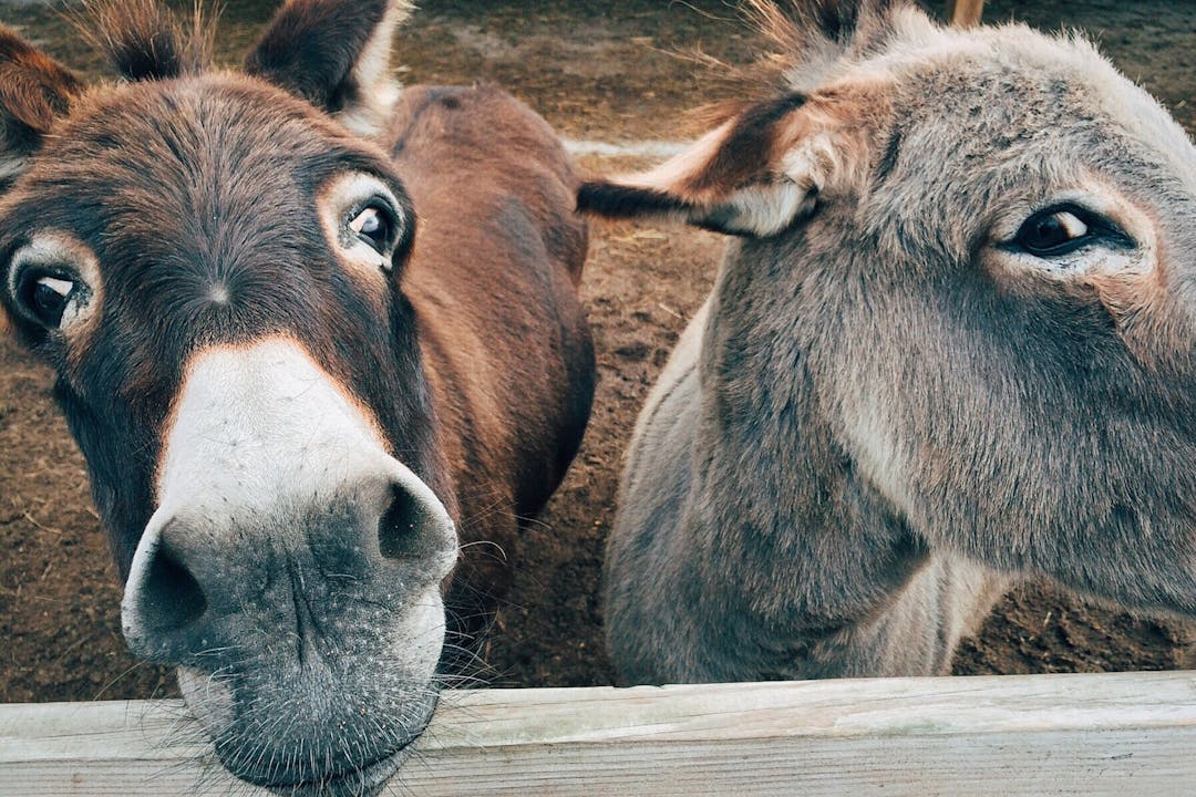 Los burros: animales cariñosos, desbrozadores y terapéuticos Los burros: animales cariñosos, desbrozadores y terapéuticos