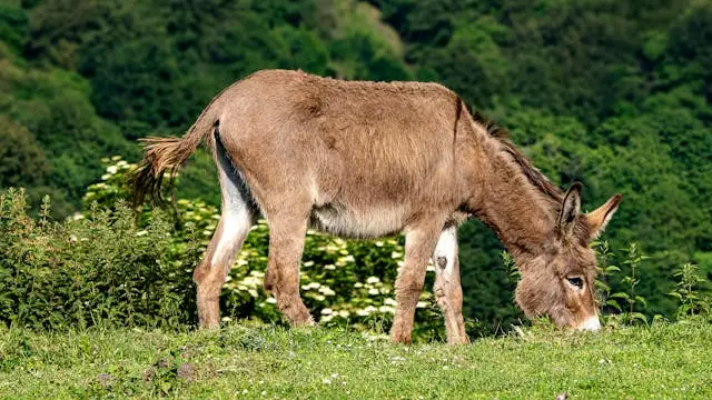 Imagen de un burro pastando Imagen de un burro pastando