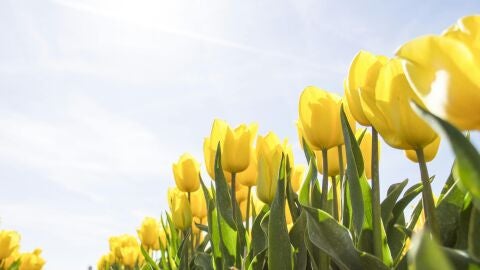 Unos tulipanes amarillos