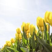 Unos tulipanes amarillos