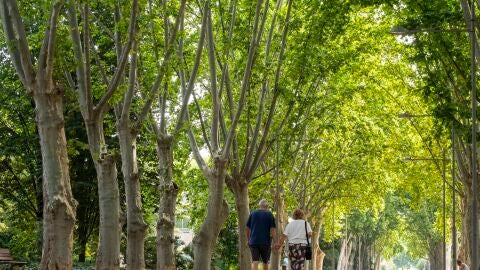 Camps Elisis Lleida