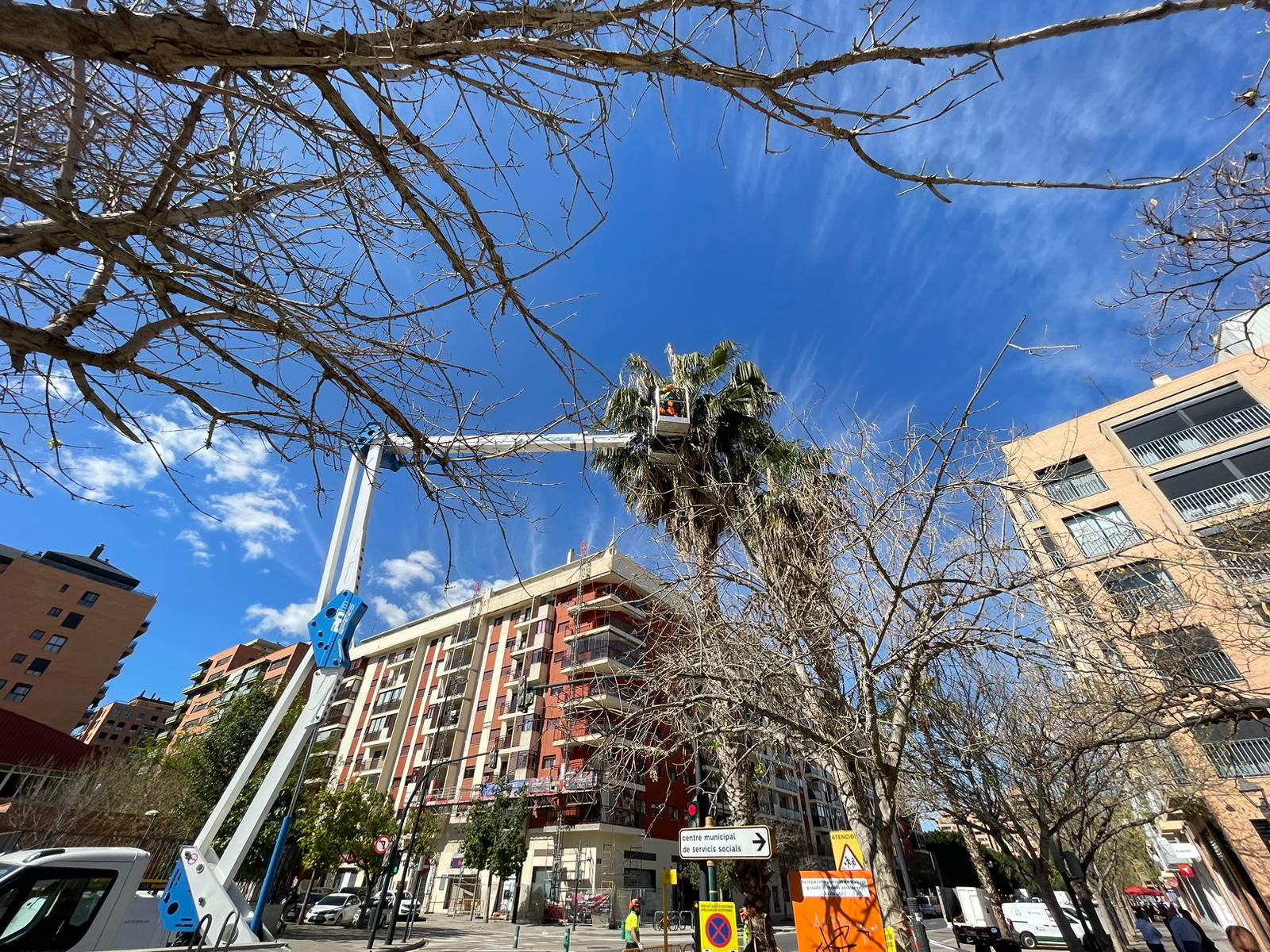 València podará 2.000 palmeras y duplicará el número de anillos antiroedores este año València podará 2.000 palmeras y duplicará el número de anillos antiroedores este año