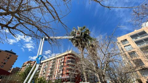 2.000 palmeras se podar&aacute;n en la ciudad, y duplicar&aacute;n el n&uacute;mero de anillos antiroedores 