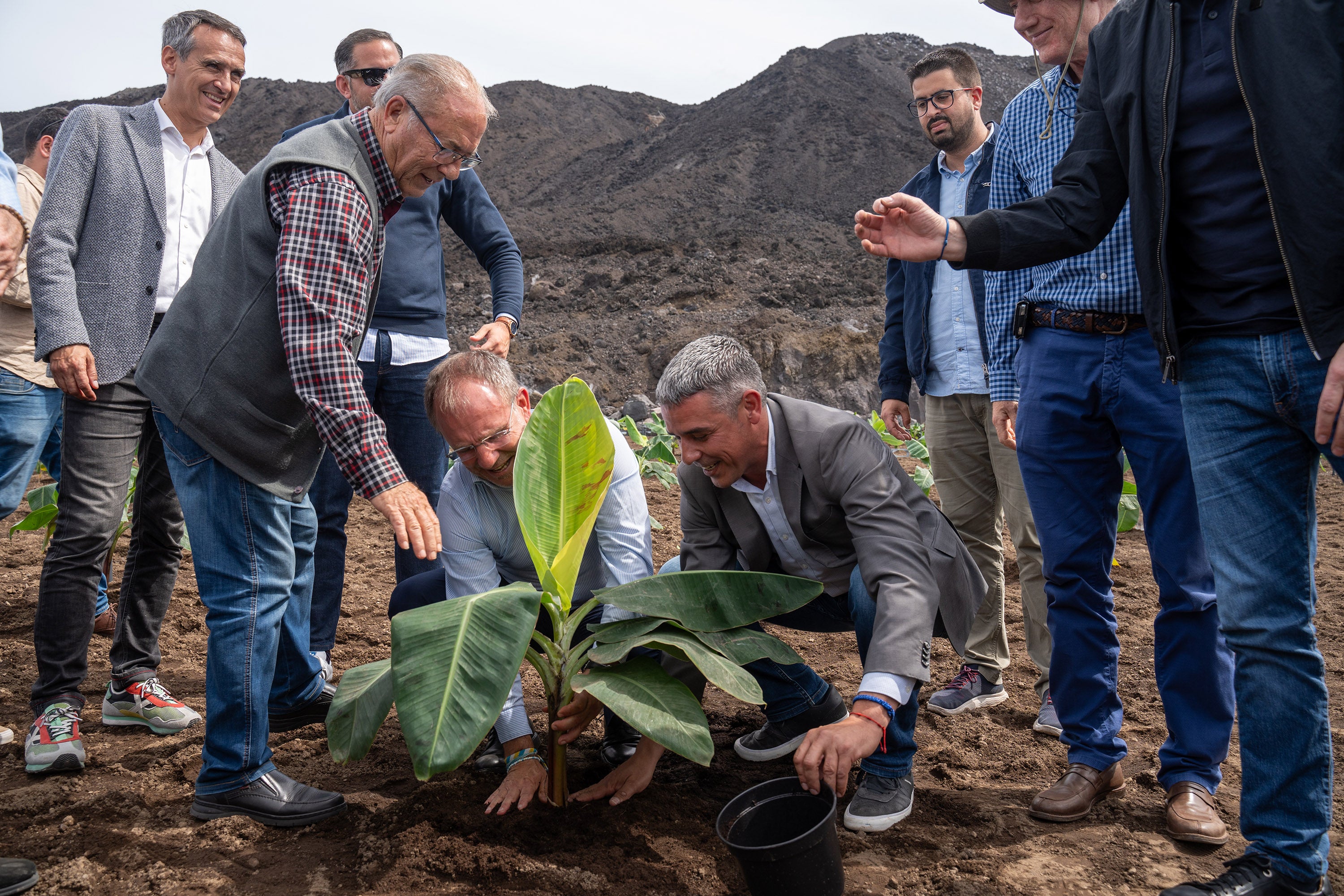 Primera siembra de plataneras sobre las coladas de la erupción del Tajogaite en La Palma Primera siembra de plataneras sobre las coladas de la erupción del Tajogaite en La Palma
