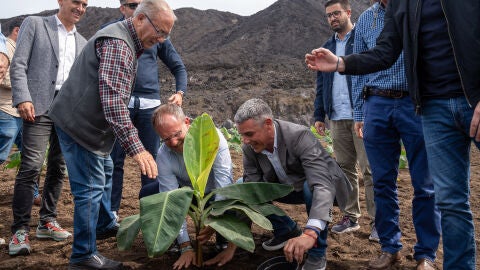 Imagen de la primera siempre agrícola desde la finalización de la erupción del Volcán Tajogaite el 13 de diciembre de 2021