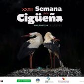 La XXXIII Semana de la Cigüeña de Malpartida de Cáceres arranca este lunes con una amplia programación