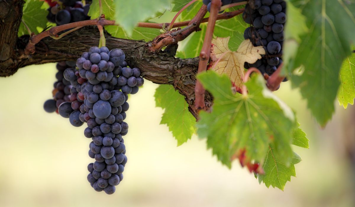 La vendimia en Rioja Alavesa se retrasa hasta el 5 de octubre por la climatología adversa La vendimia en Rioja Alavesa se retrasa hasta el 5 de octubre por la climatología adversa