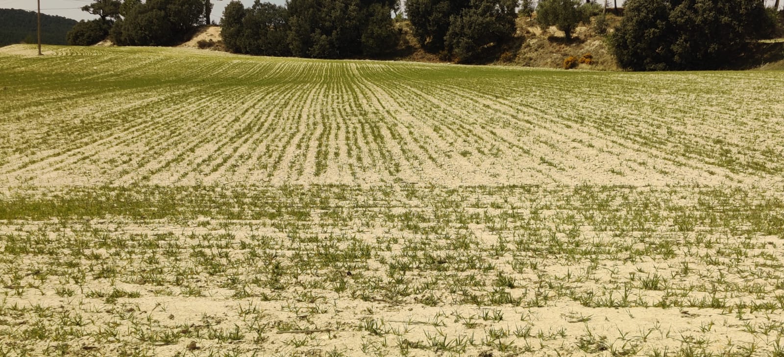 El cultivo de cereal en Alicante a punto de desaparecer por la extrema sequía El cultivo de cereal en Alicante a punto de desaparecer por la extrema sequía