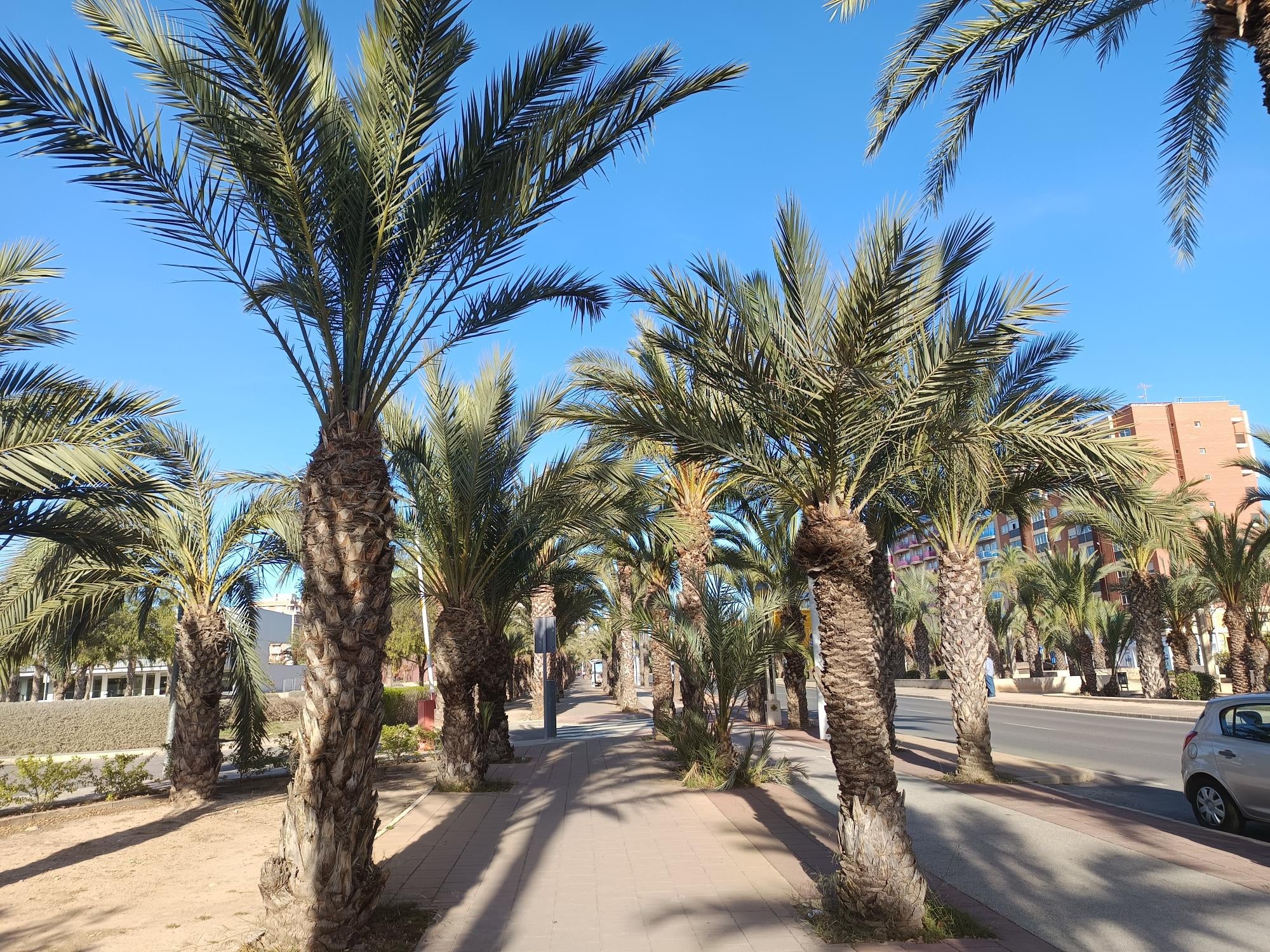 El cielo vuelve a lucir azul en Elche, Crevillent y Santa Pola El cielo vuelve a lucir azul en Elche, Crevillent y Santa Pola