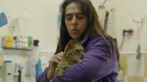 La gatita Chincheta 