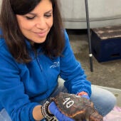 El Acuario de Sevilla prepara a 24 crías de tortuga marina para su supervivencia en el océano