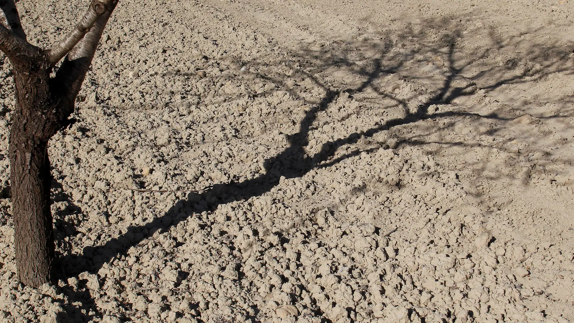 Detalle de la sombra de un almendro sobre el suelo reseco de un campo de alicante