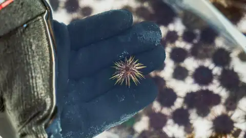 Oceanogràfic Oceanogràfic