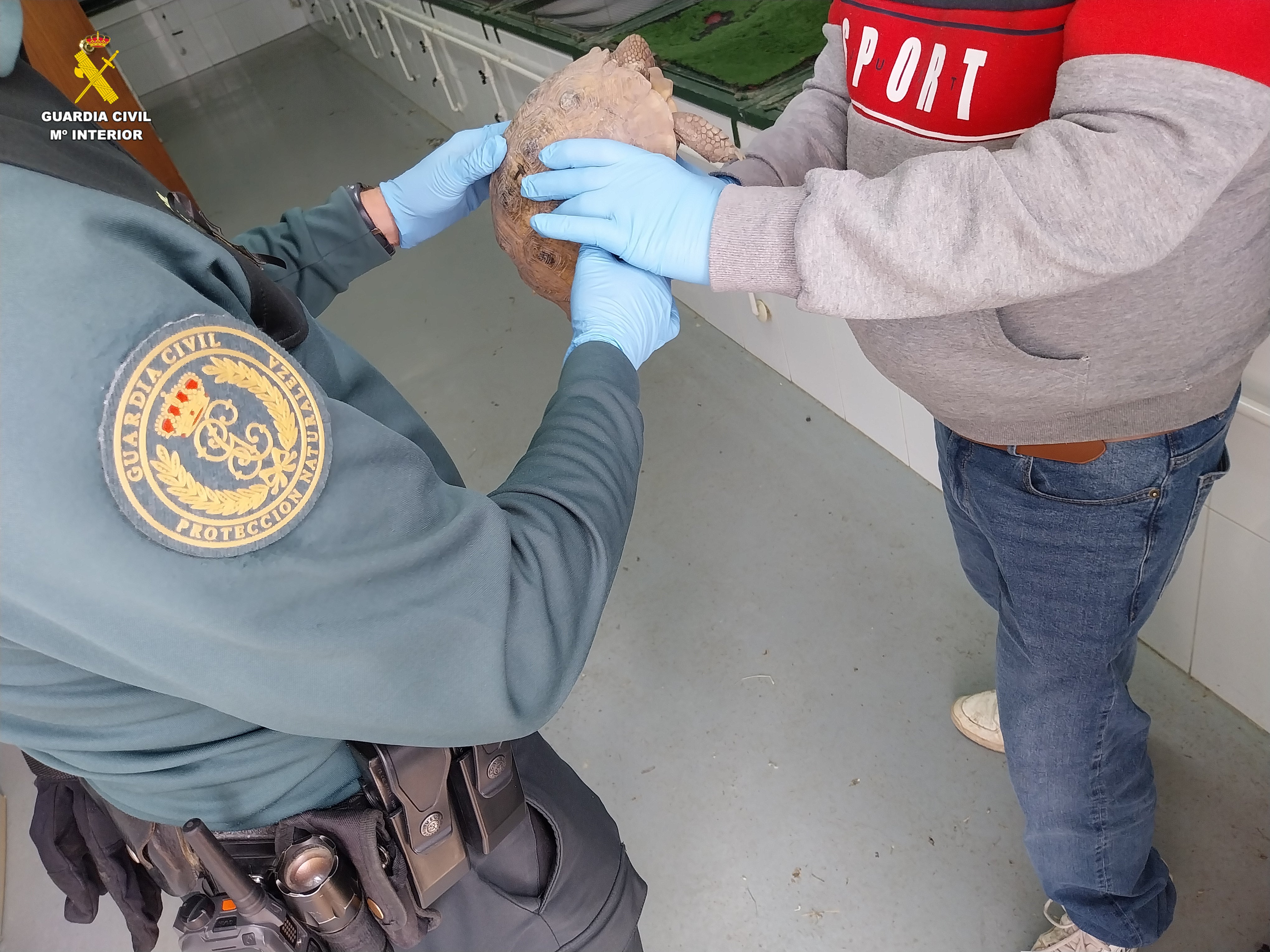 La Guardia Civil recupera una tortuga mora en València La Guardia Civil recupera una tortuga mora en València