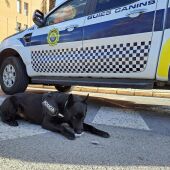 Perro de la Unidad Canina de la Policía local de Elche. 