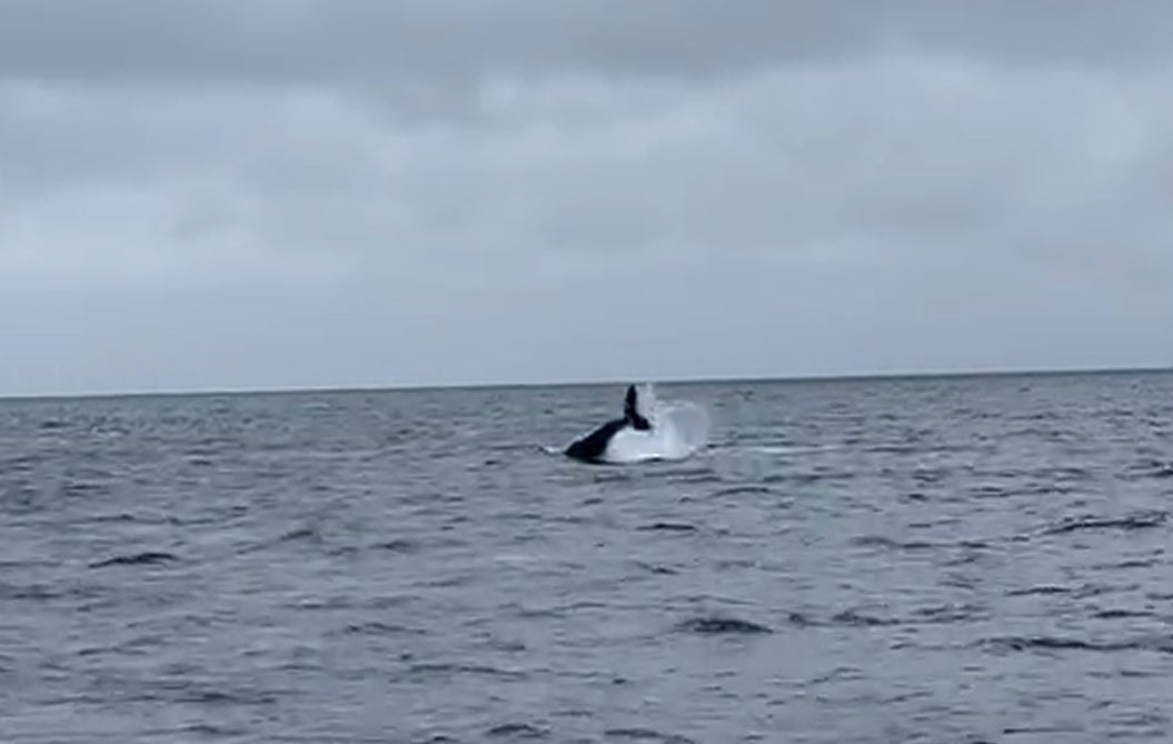 Una ballena jorobada entra en el Puerto de Santoña Una ballena jorobada entra en el Puerto de Santoña