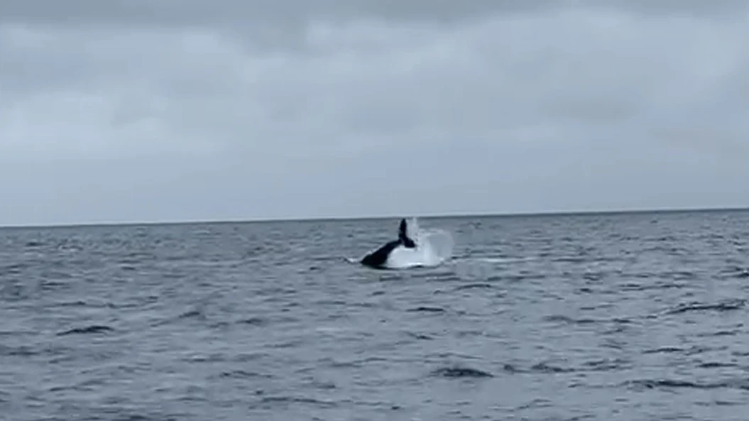 Ballena jorobada avistada en Santoña Ballena jorobada avistada en Santoña