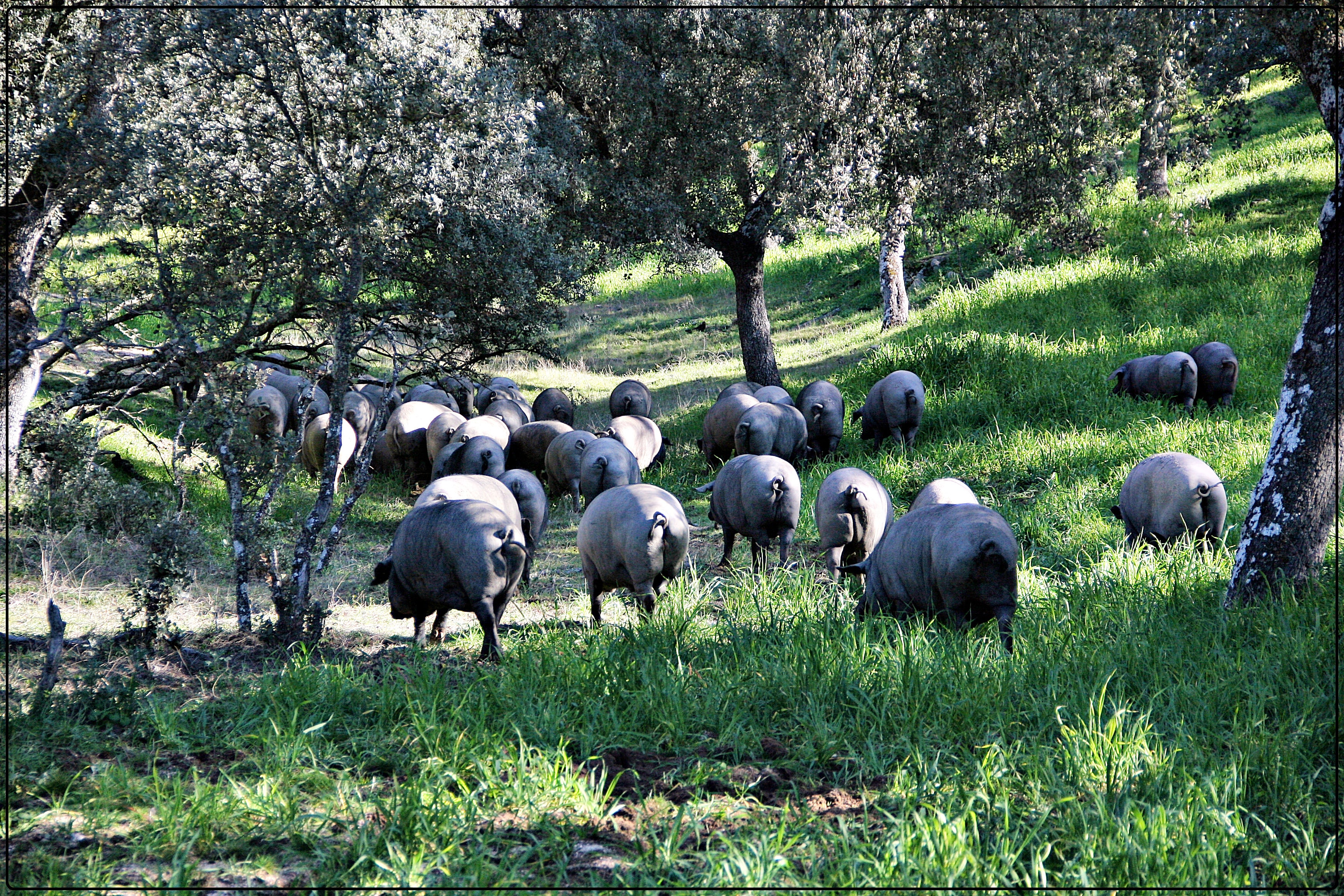 La Denominación de Origen Protegida de Los Pedroches lucha contra el uso indebido de sus nombres protegidos La Denominación de Origen Protegida de Los Pedroches lucha contra el uso indebido de sus nombres protegidos