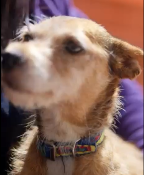 Adopta en JELO: la perrita Catherine busca nuevos dueños Adopta en JELO: la perrita Catherine busca nuevos dueños
