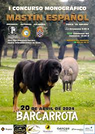 Más de 80 mastines competirán este sábado en Barcarrota en el I Concurso Monográfico de Mastín Español Más de 80 mastines competirán este sábado en Barcarrota en el I Concurso Monográfico de Mastín Español